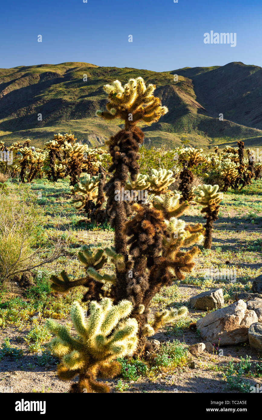 Cholla cactus garden in Joshua Tree National Park, California, USA. Stock Photo