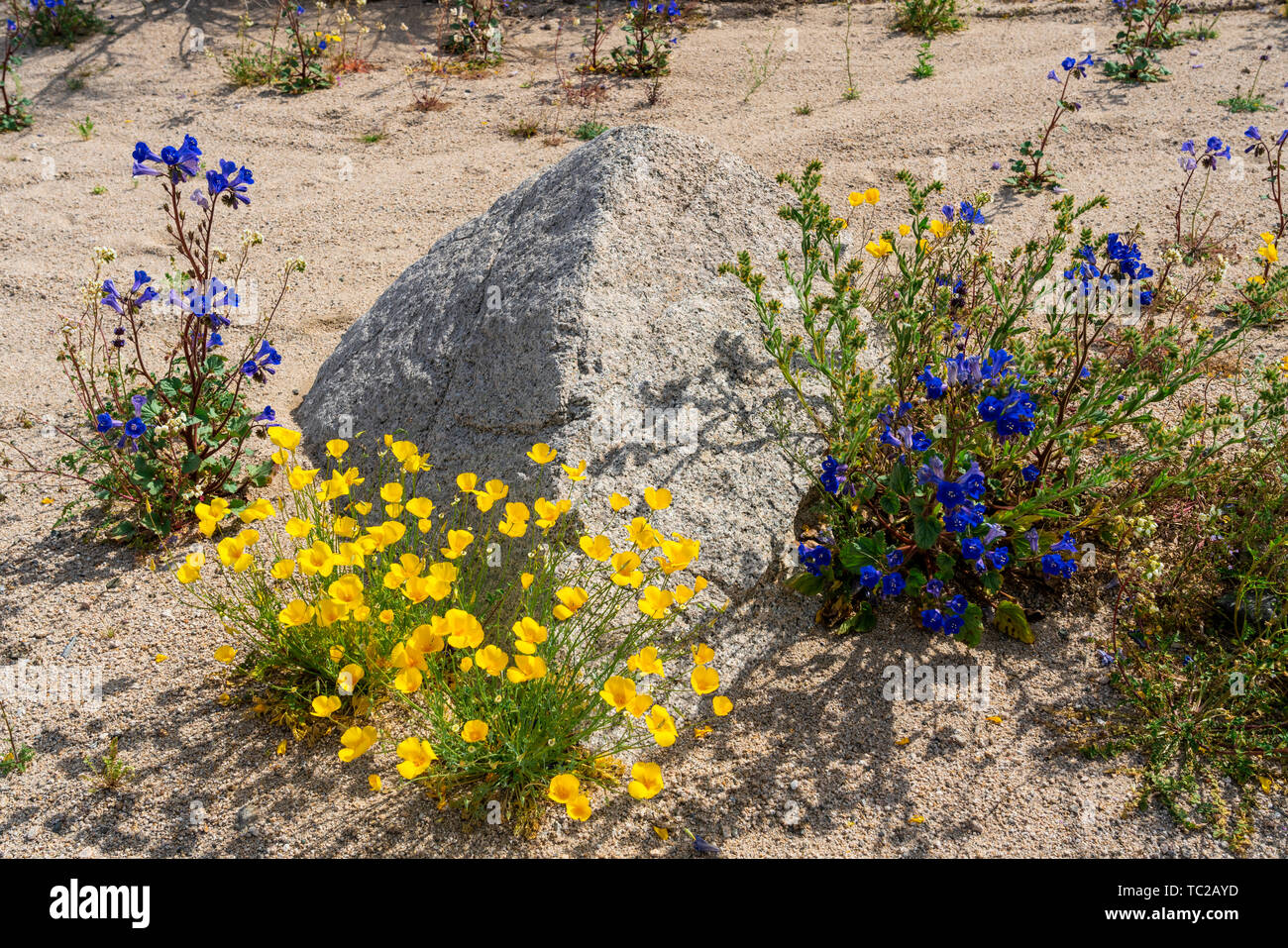 California spring wildflowers hi-res stock photography and images - Alamy