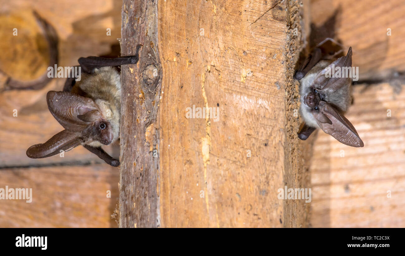 Two Grey long-eared bats (Plecotus austriacus) is a fairly large European bat. It has distinctive ears, long and with a distinctive fold. It hunts abo Stock Photo