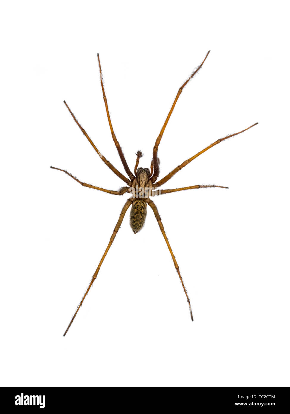 Giant house spider (Eratigena atrica) top down view of arachnid with long hairy legs isolated on white background Stock Photo