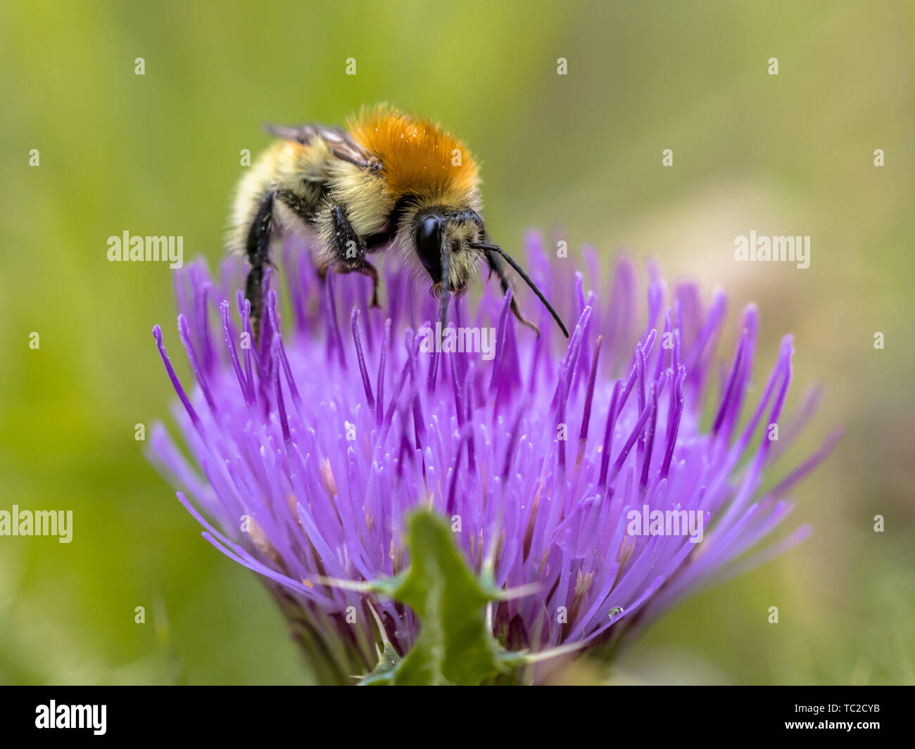 Great yellow bumblebee (Bombus distinguendus). Wild bee on wildflower eating nectar in nature reserve in Cevennes, France Stock Photo
