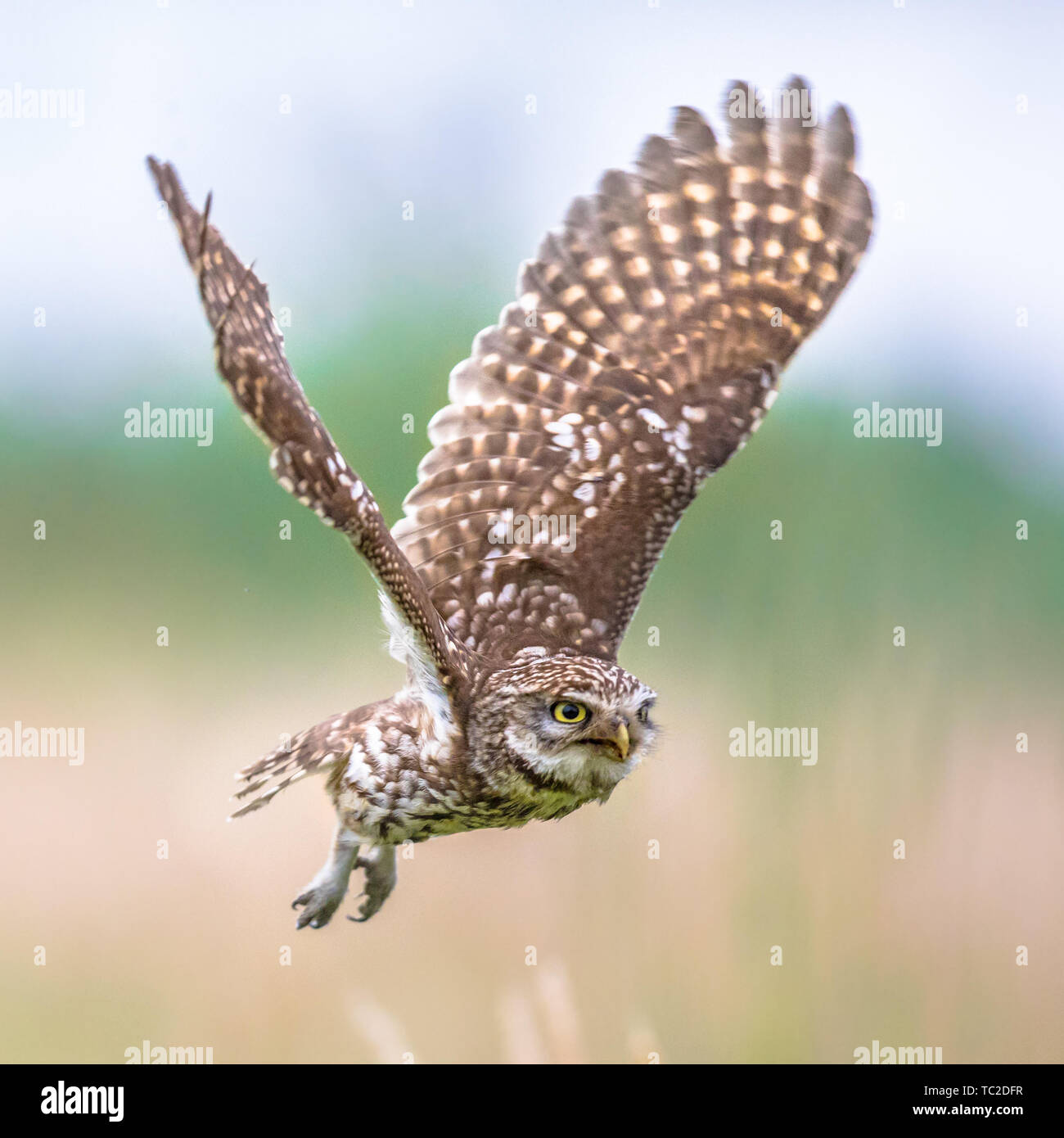 Little Owl (Athene noctua) nocturnal bird flying at dawn hunting for prey on Belgian countryside in Flanders Stock Photo