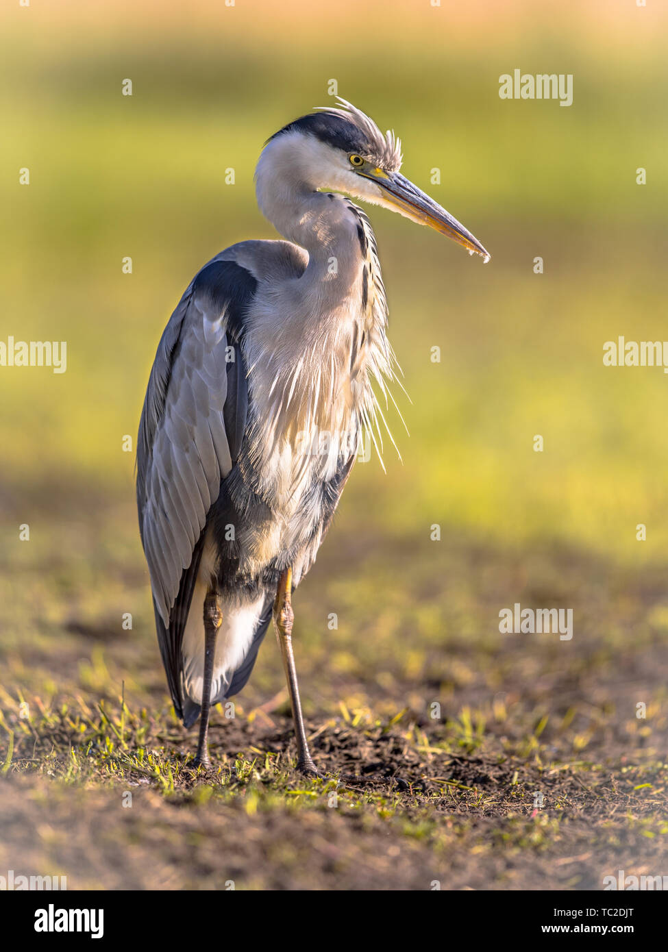 Grey heron (Ardea cinerea) wading bird looking for food with raised ...