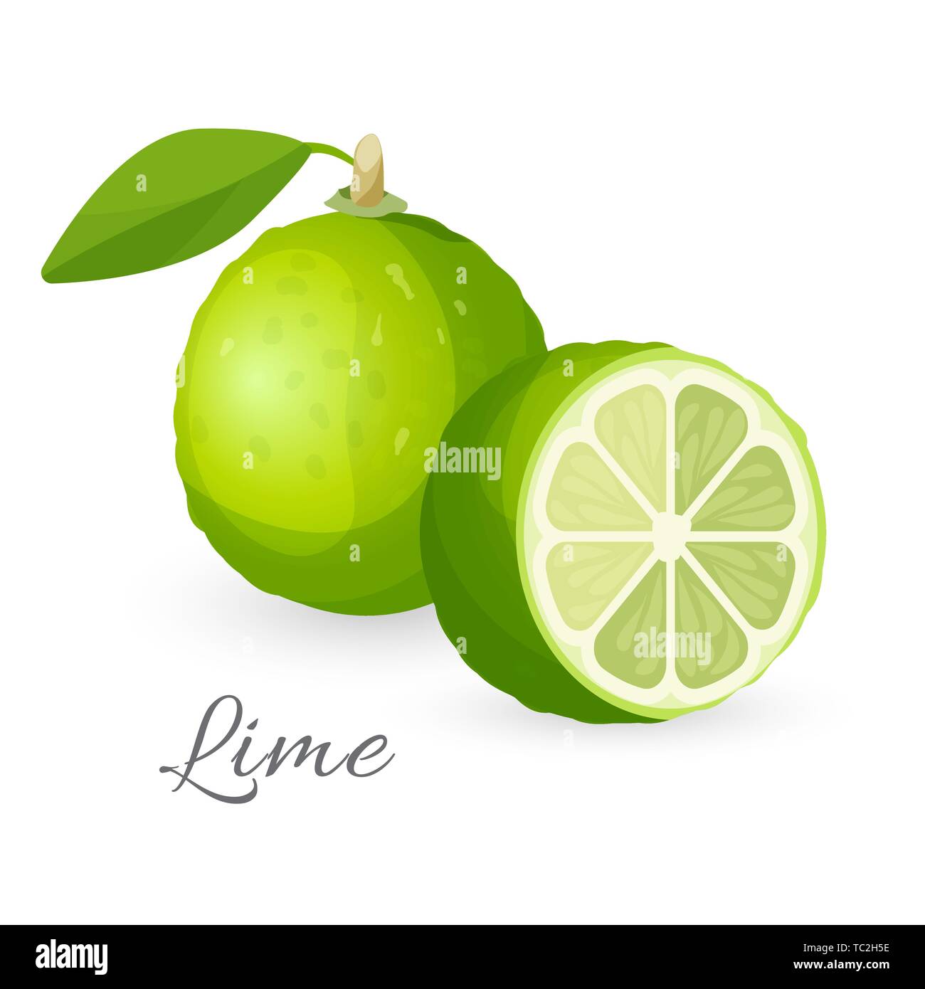 Lime exotic fruit whole and half. Green lemon edible berry Stock Vector