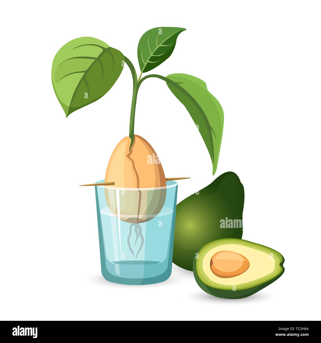 Avocado growing bone, stem and leaves in glass of water Stock Vector
