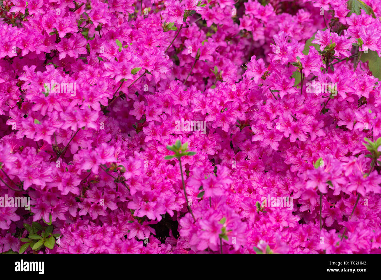 Pink azalea blossom. Background full of flowers. - Image Stock Photo