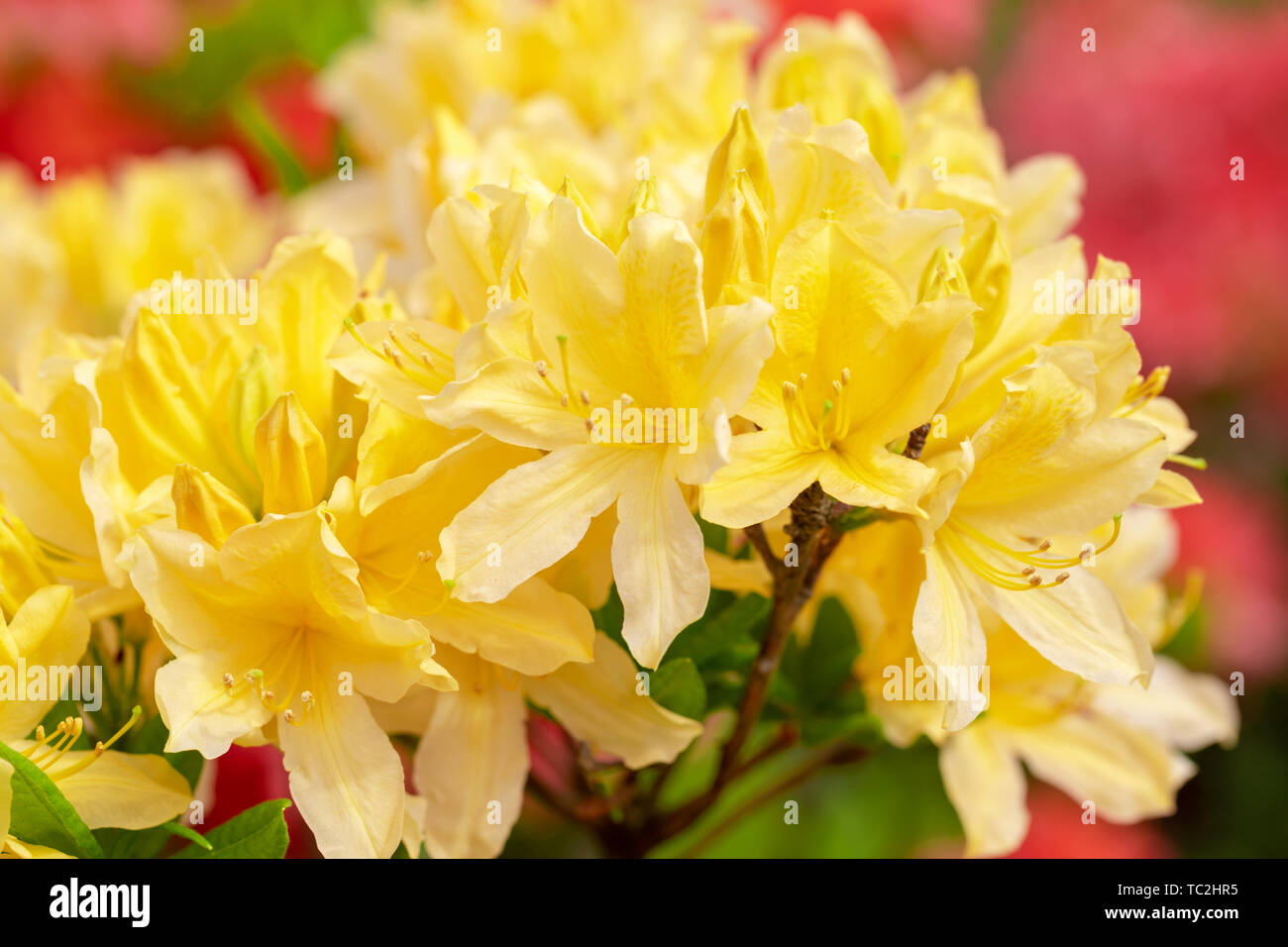 Yellow azalea blossom. Beautiful flowers. - Image Stock Photo