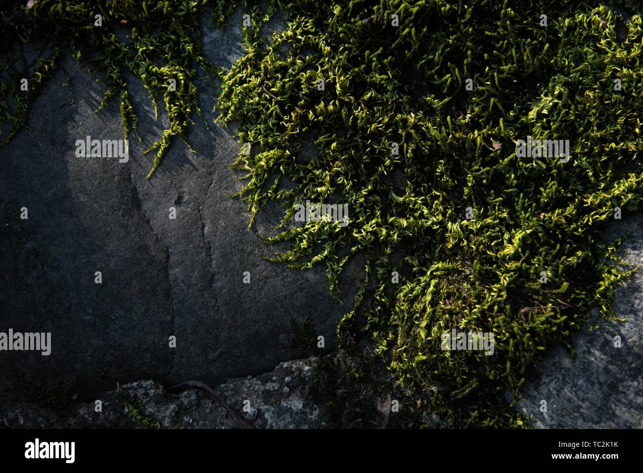 Wonder wall moss on old stone found Stock Photo