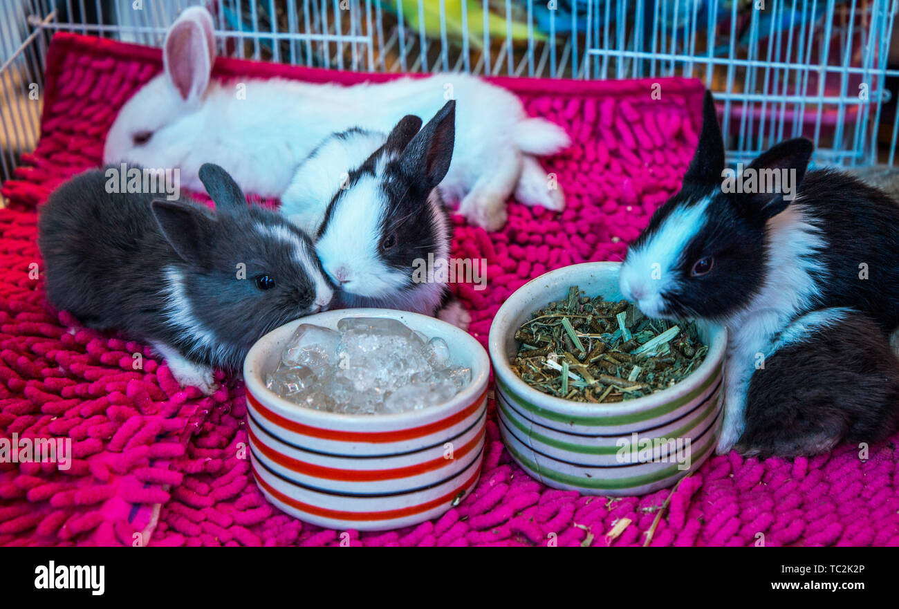 Dwarf bunnies on sale at the market. Stock Photo