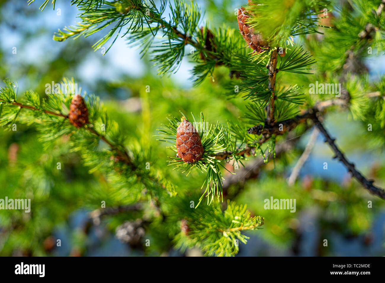 Siberian pine cones on a pine tree Stock Photo