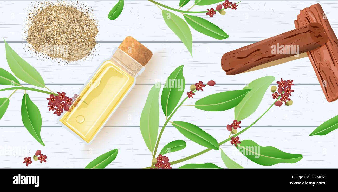 Sandalwood essential oil in glass scent bottle with cork on white wooden shabby desk. Chandan leaves, sticks, branch, powder. Card template text. for  Stock Vector