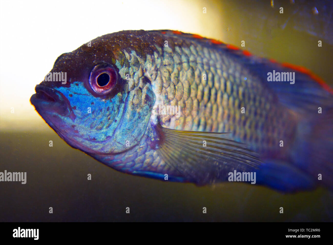 Portrait of a South American aquarium fish of the cichlid family called Laetacara curviceps Stock Photo