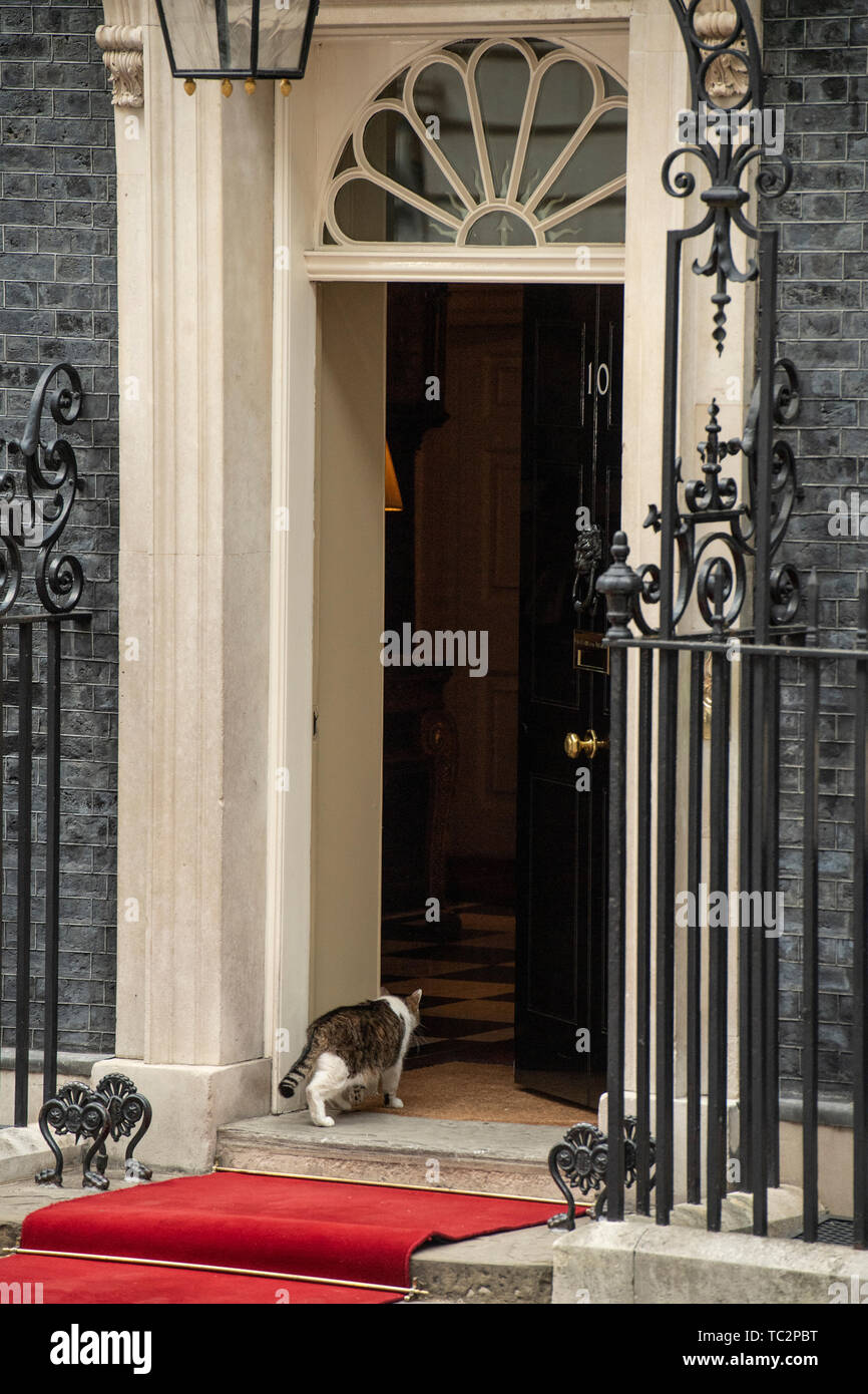 London, UK. 4th June, 2019.  Larry the cat entering 10 Downing street on the second day of the U.S. President and First Lady's three-day State visit. Gary Mitchell/Alamy Live News. Stock Photo