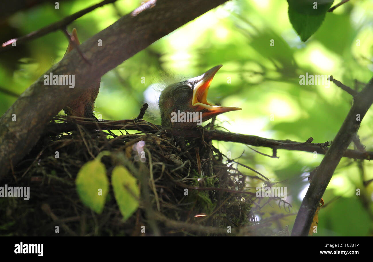 Kaufbeuren, Germany. 05th June, 2019. Two young blackbirds wait in a