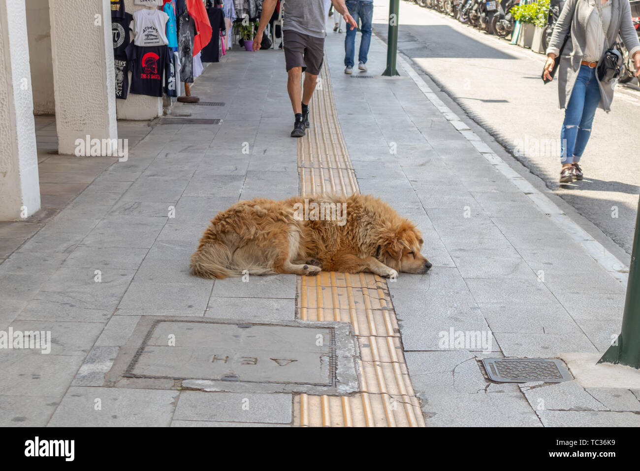 April 28, 2019. Athens, Greece. Sleeping dog. Brown abandoned animal sleeps in the middle of sidewalk. Market, people walking Stock Photo