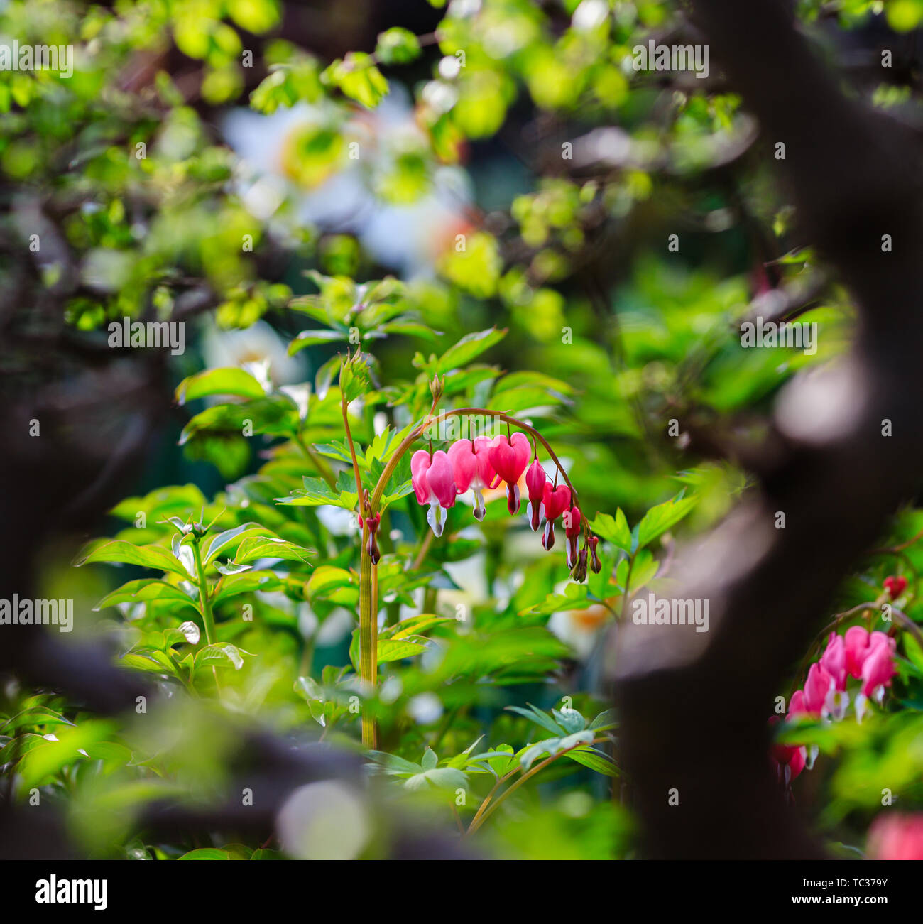 Images of spring hi-res stock photography and images - Alamy