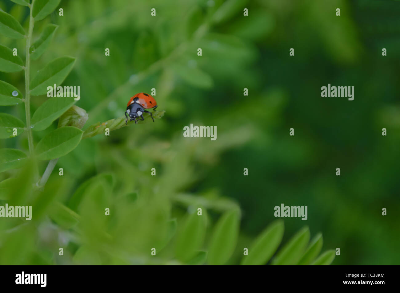 Seven Star Ladybugs On Green Leaves Stock Photo 248393704 Alamy