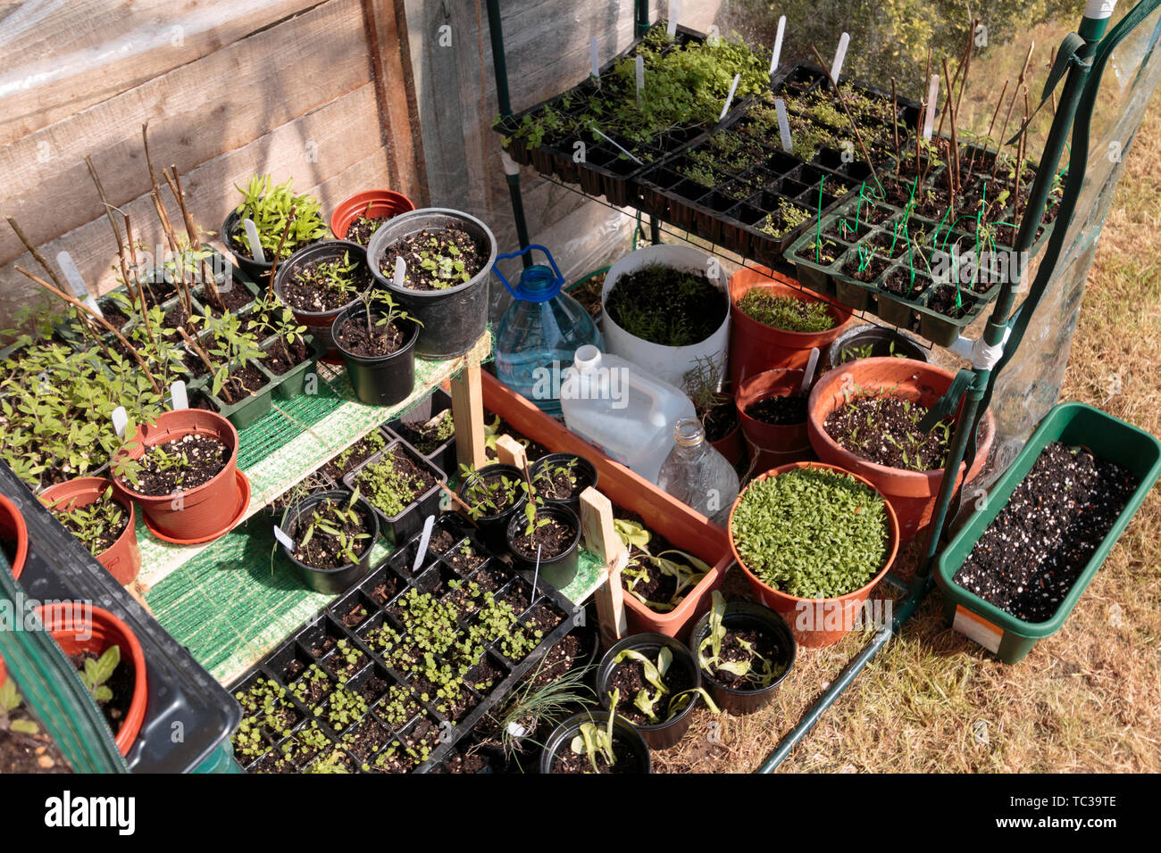 Seedlings are Growing in Greenhouse in Garden at the Spring Season Stock Photo