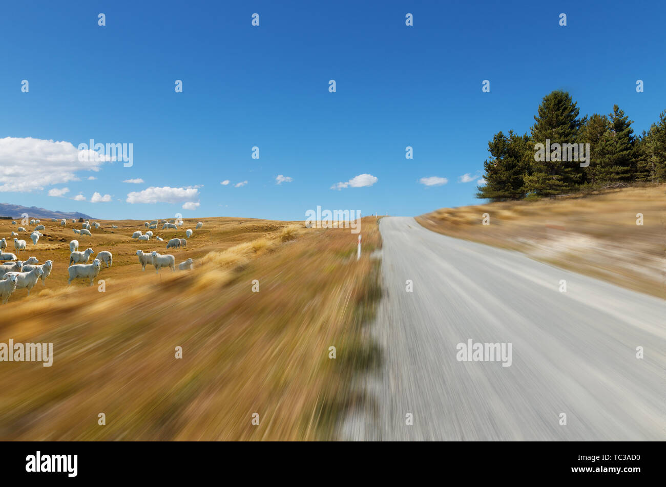 empty rural road in fine day in new zealand Stock Photo