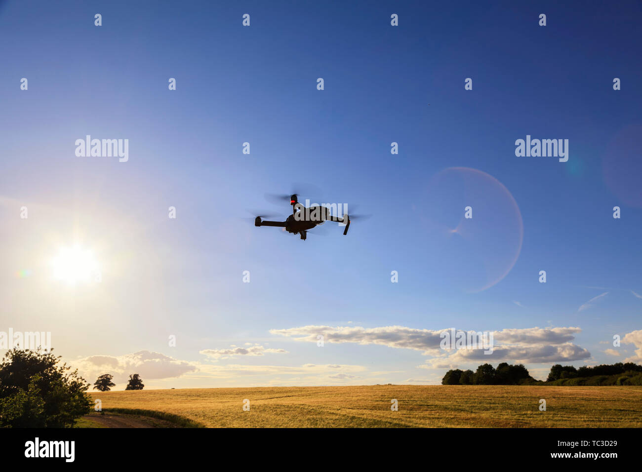 Flying drone above the wheat field. Drone in the air Stock Photo