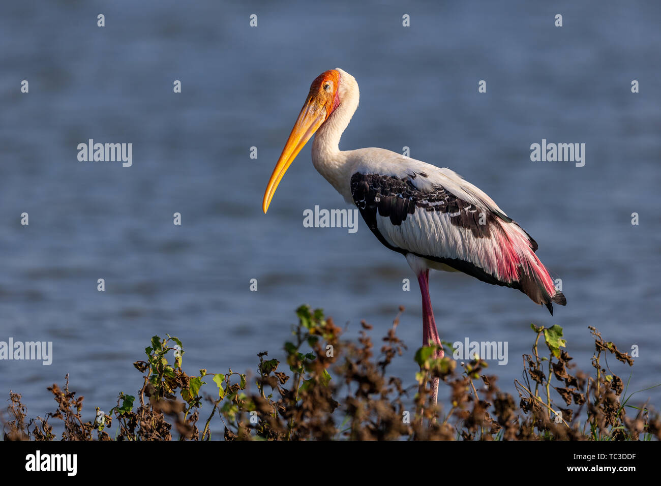 Colorful Storks The colorful stork that survives in the swamps of Sri Lanka Stock Photo ...