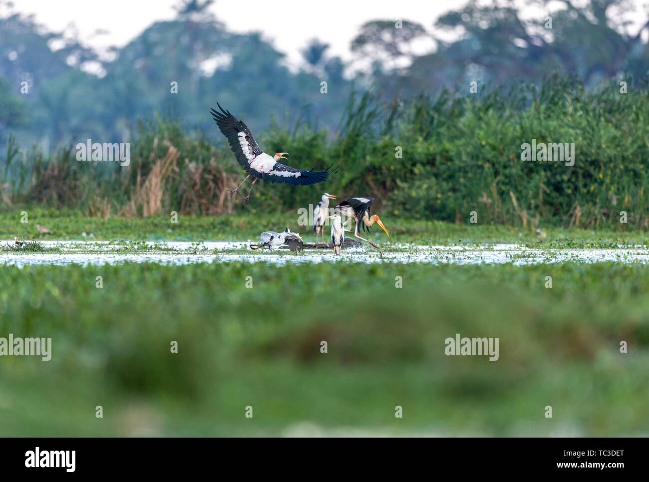 Colorful Storks The colorful stork that survives in the swamps of Sri Lanka Stock Photo ...