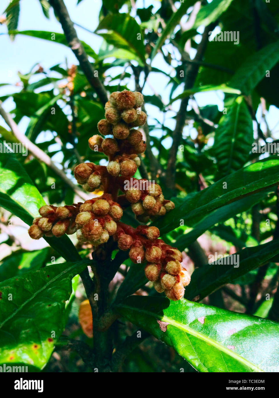 Fruit of loquat tree Stock Photo