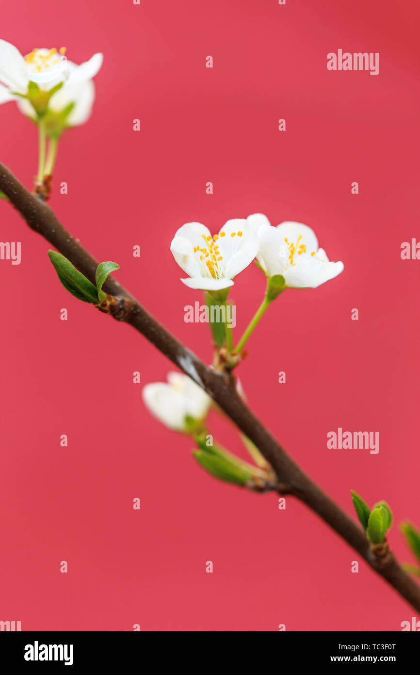 Plum flowers open in spring Stock Photo Alamy