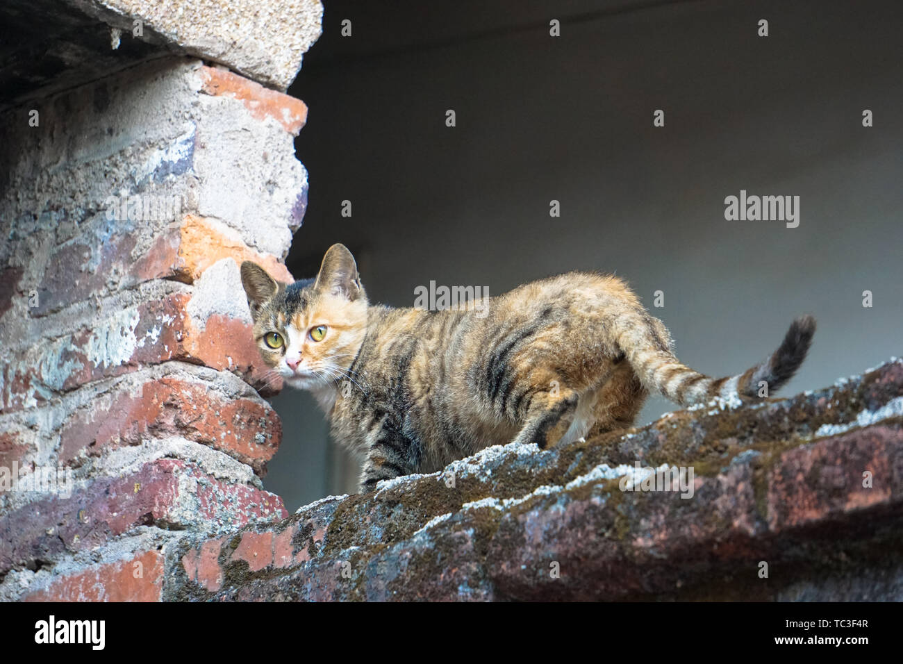 The cat on the wall stock photo alamy