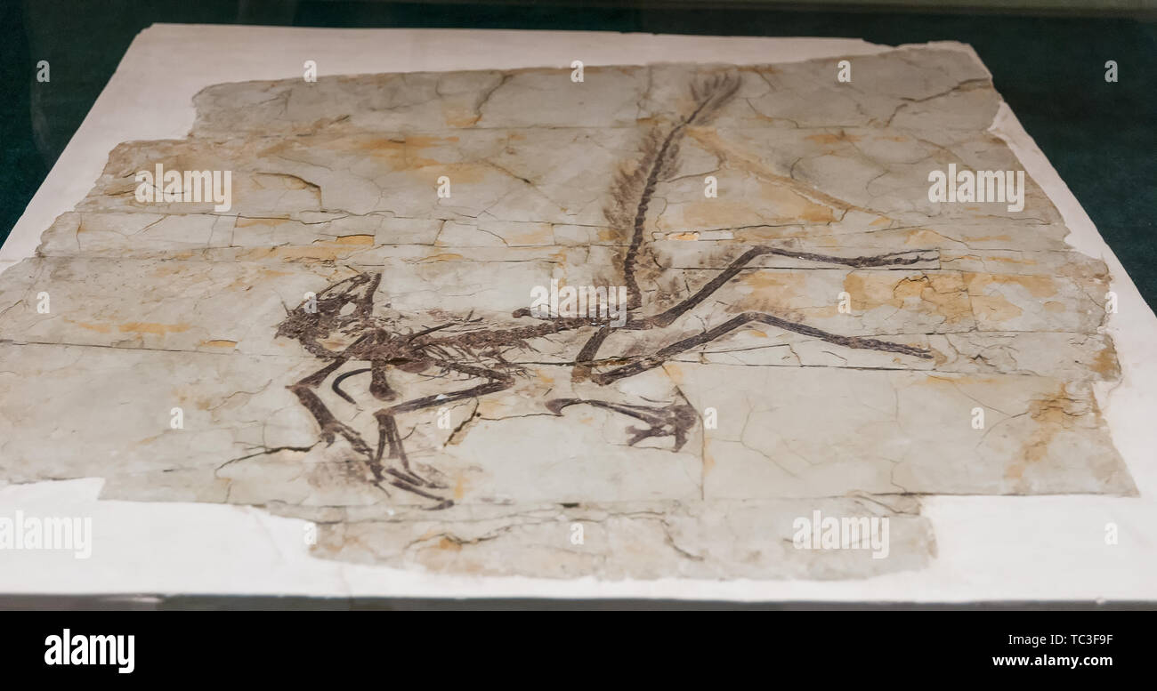 Ancient fossils Stock Photo - Alamy