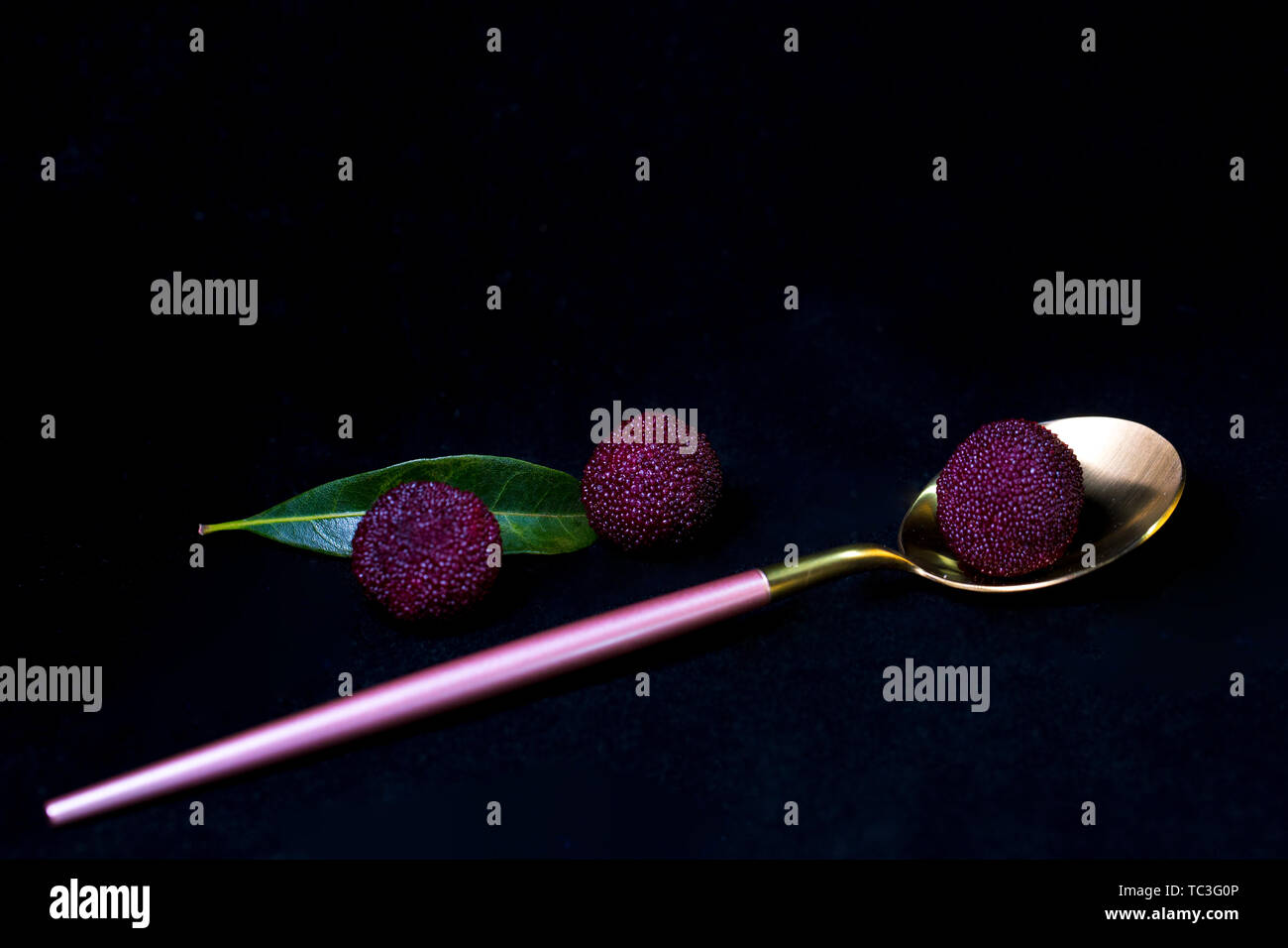 bayberry Stock Photo Alamy