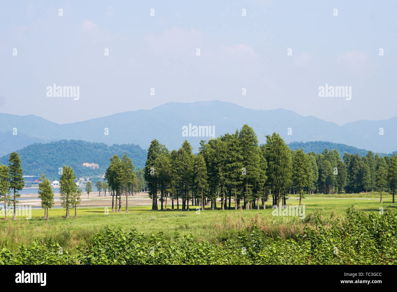 High mountain plant hi-res stock photography and images - Alamy