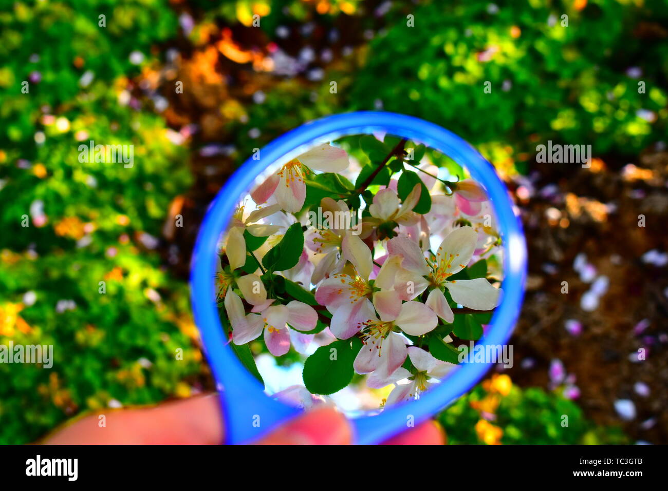 Flowers in the mirror Stock Photo Alamy