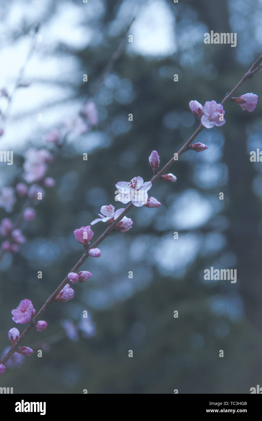 Peach blossoms in the rain Stock Photo Alamy