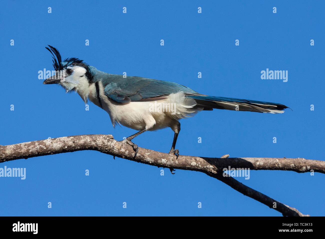 Whitethroated MagpieJay (Calocitta formosa) sits on a branch