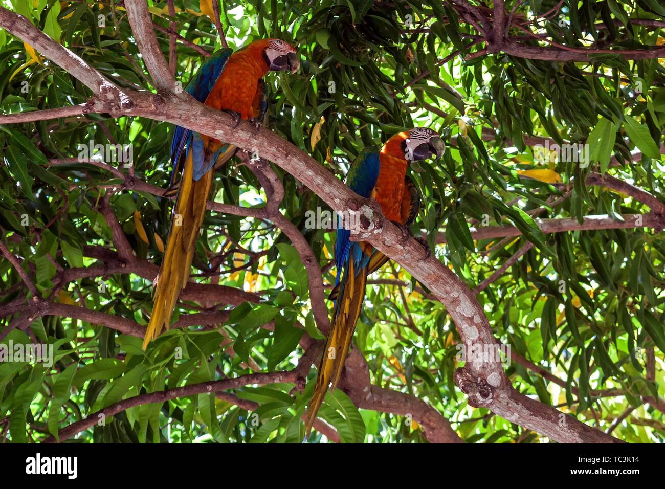 Two Scarlet macaws (Ara macao), animal pair sitting on a branch in a tree, Guanacaste province, Costa Rica Stock Photo