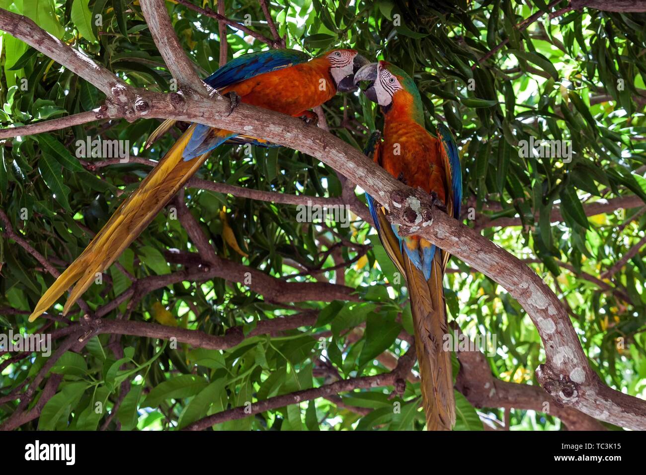 Two Scarlet macaws (Ara macao), animal pair sitting on a branch in a tree and beaking, Guanacaste province, Costa Rica Stock Photo