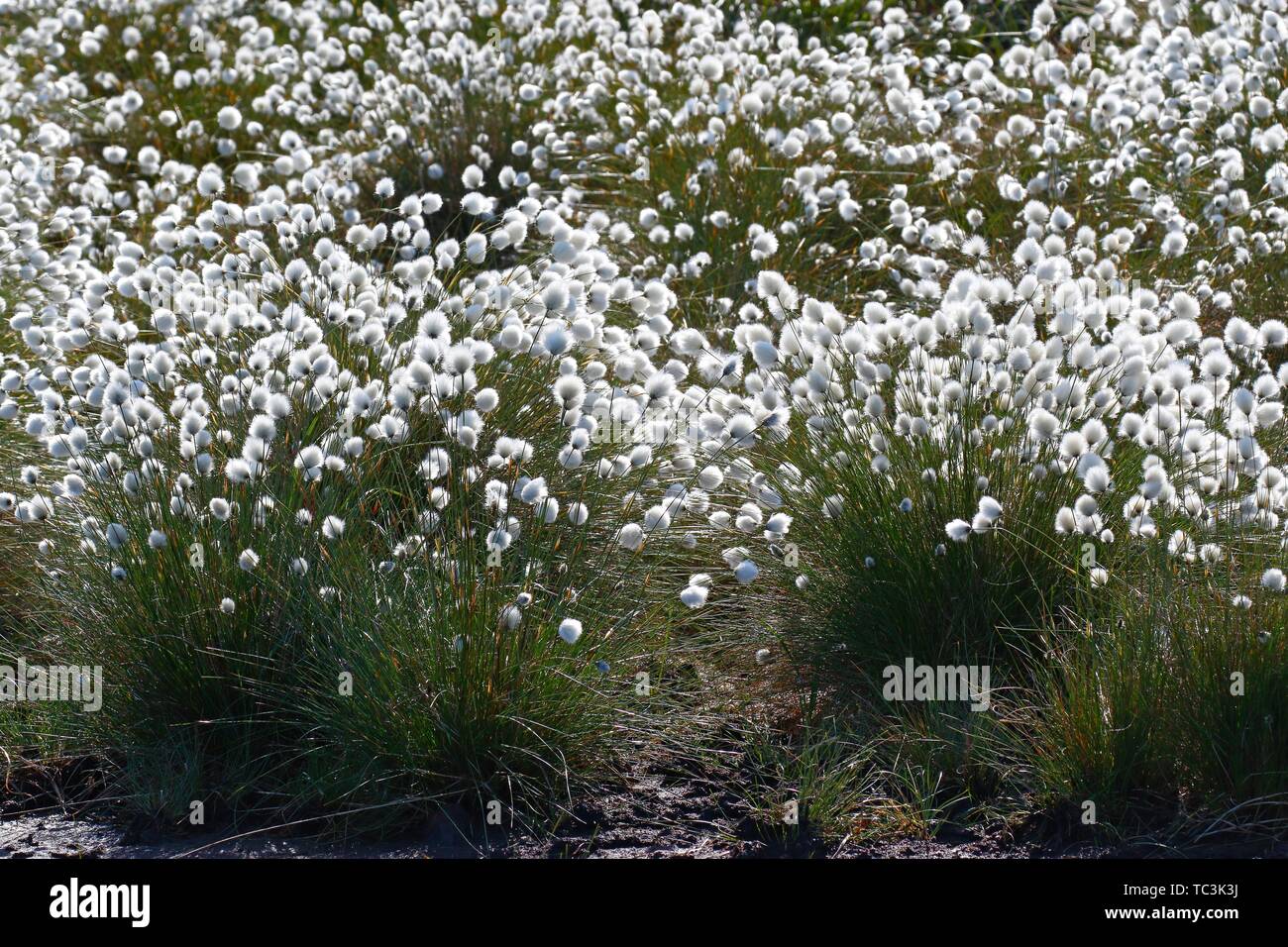 Flowering hare's-tail cottongrass (Eriophorum vaginatum), Bult on peat soil in moor, Himmelmoor, Schleswig-Holstein, Germany Stock Photo