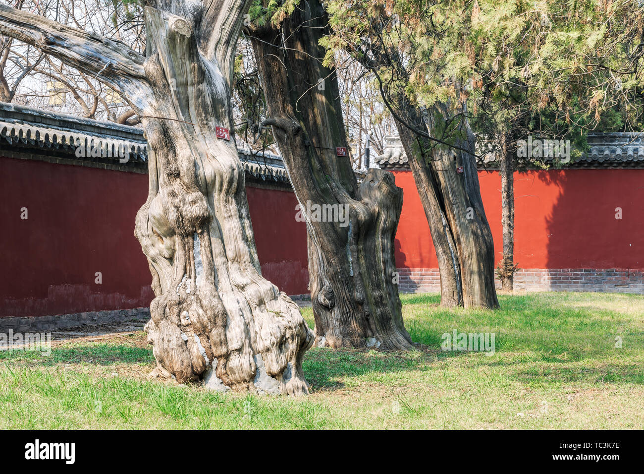 Ancient Tree in the Red Temple Wall of the Yan Temple in Qufu, Shandong Province Stock Photo