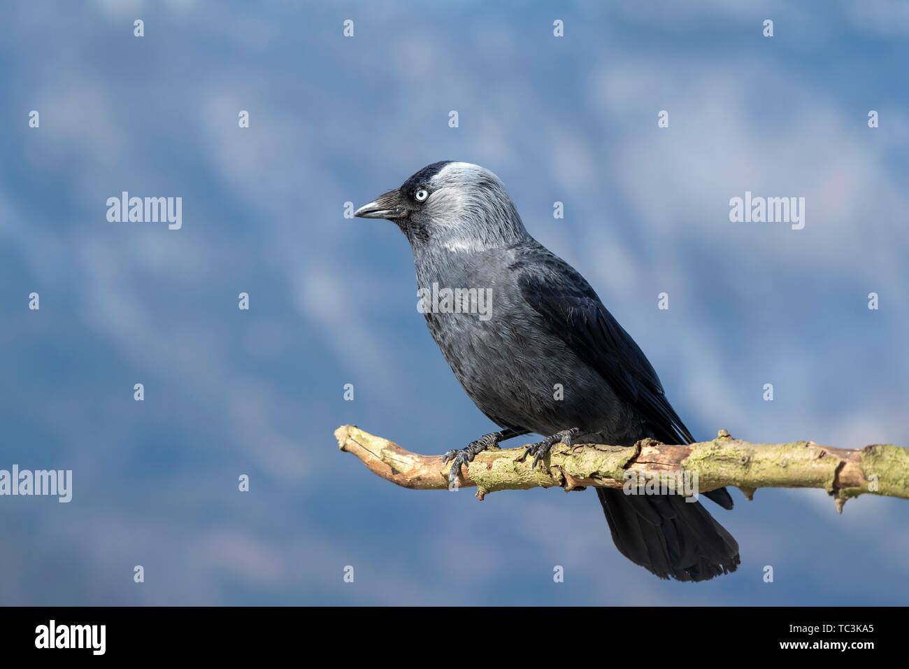 Western jackdaw (Corvus monedula) sits on a branch, Tyrol, Austria Stock Photo