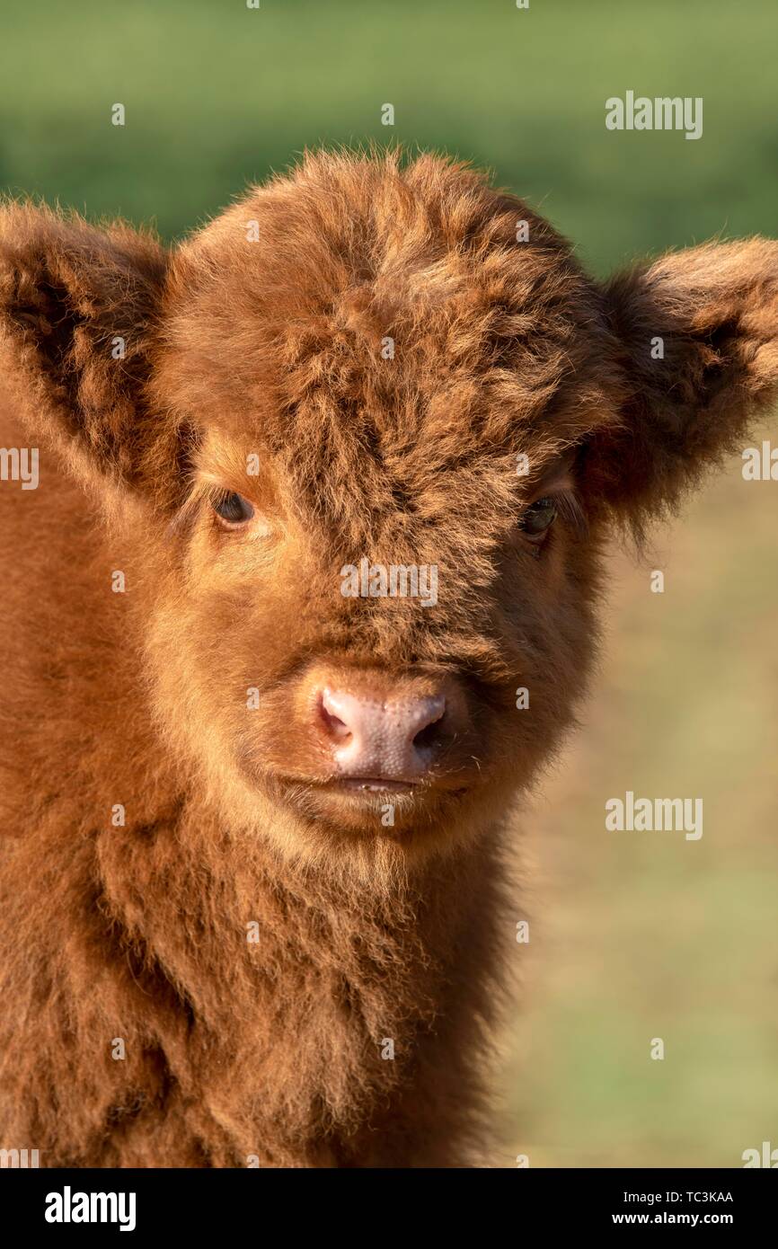 Highland cattle (Bos taurus), calf, animal portrait, Burgenland, Austria Stock Photo