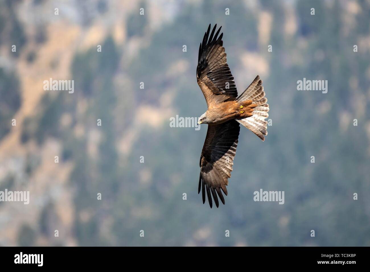 Black kite (Milvus migrans) flies in front of a wooded mountain slope, Munster, Tyrol, Austria Stock Photo