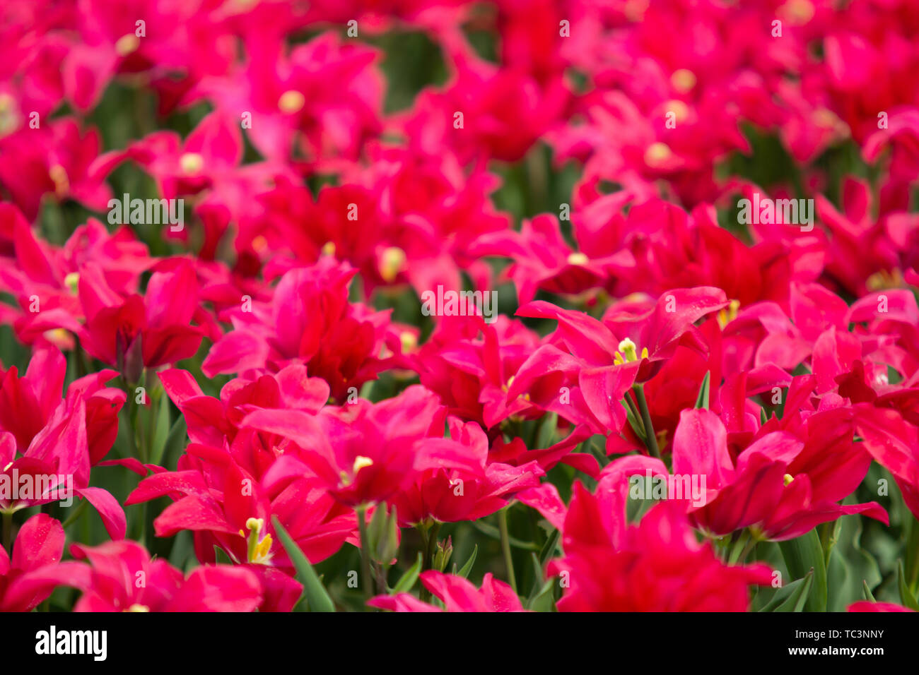 Image of purple tulip flowers in a garden Stock Photo - Alamy