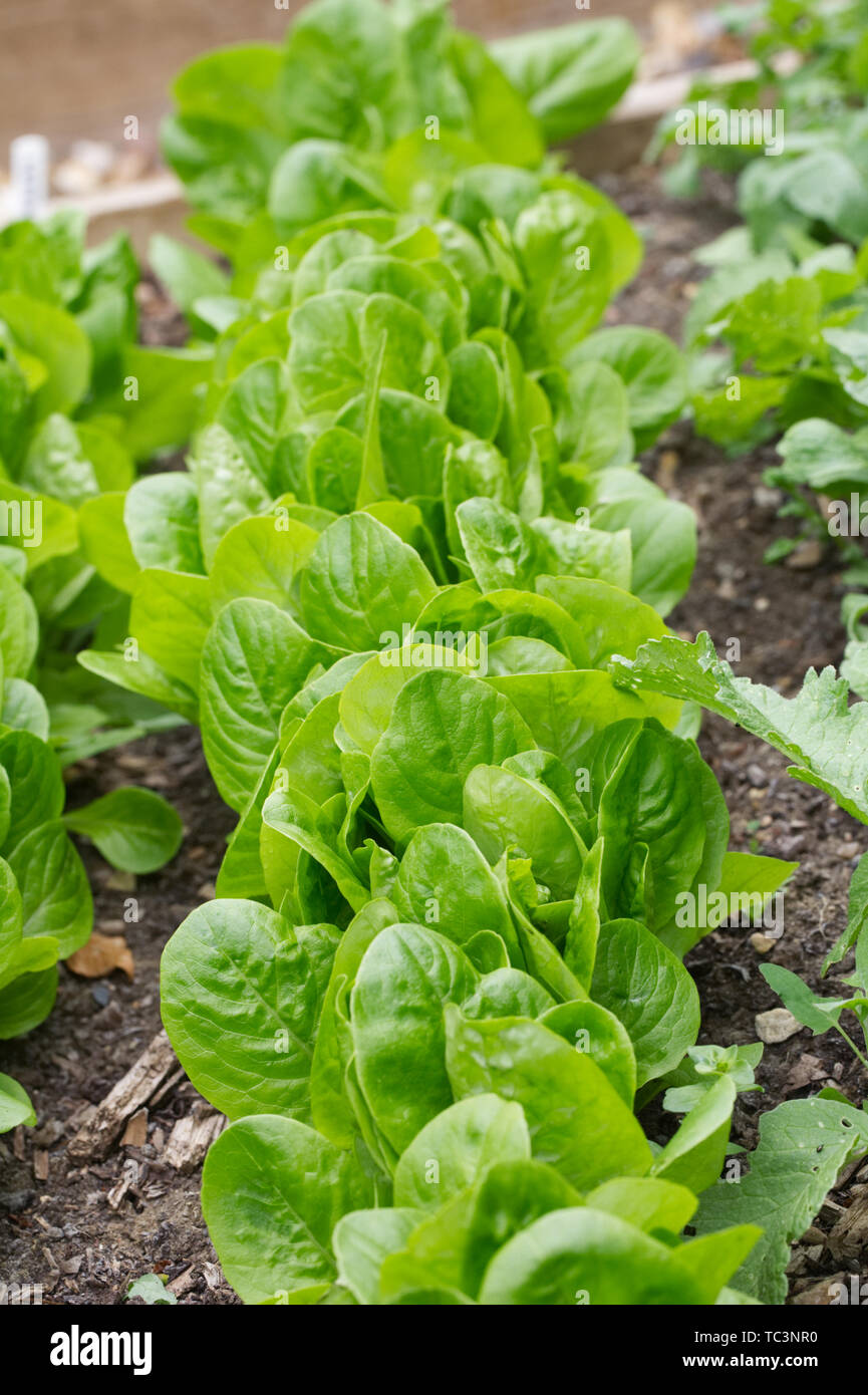 Lactuca sativa. Lettuce 'Little Gem' growing in a raised bed. Stock Photo