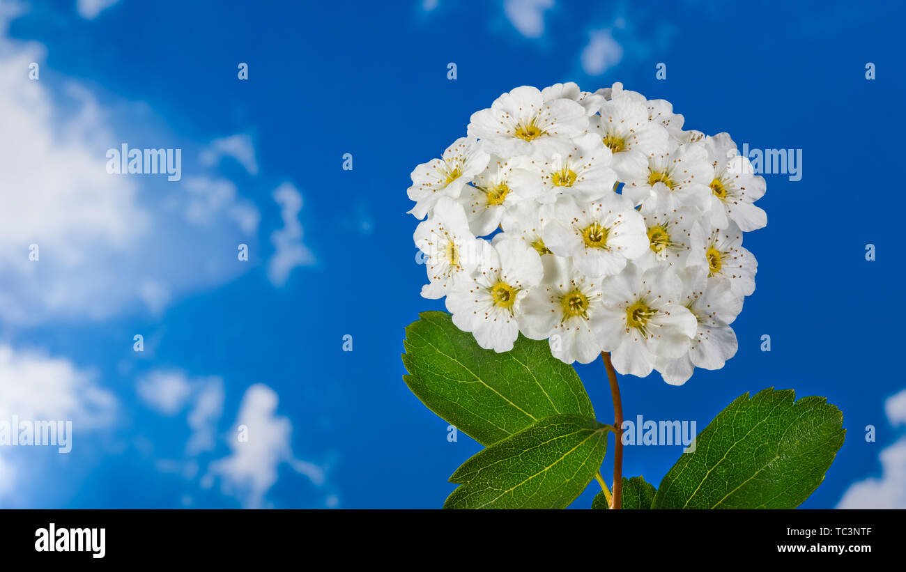 Romantic Vanhoutte spirea flowers. Spiraea vanhouttei. Spring ornamental shrub. Delicate snowy white blooms, yellow centers and long stamens. Blue sky. Stock Photo