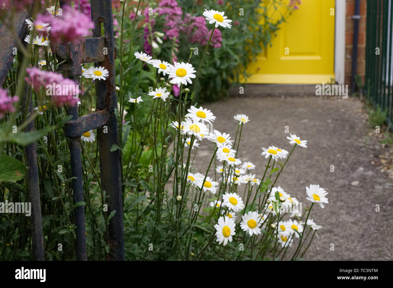 Leucanthemum vulgare. Oxeye daisies and Centranthus ruber lining a garden path. Stock Photo