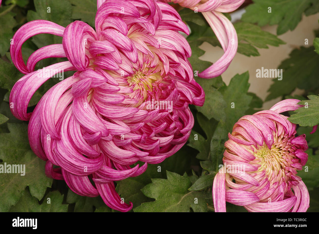 Planting chrysanthemum water hi-res stock photography and images - Alamy