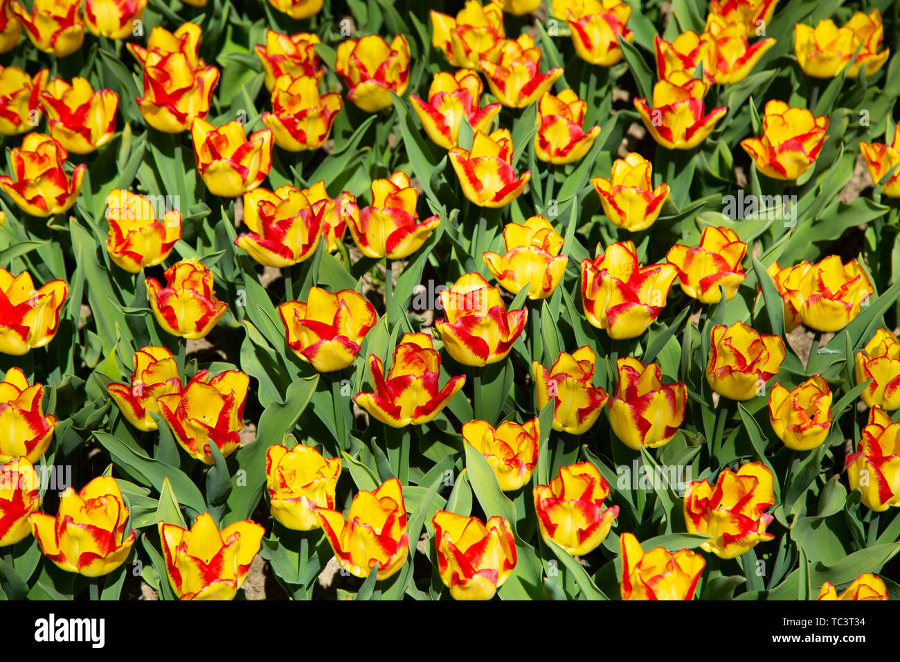Background image of colorful spring tulips in agrden Stock Photo - Alamy