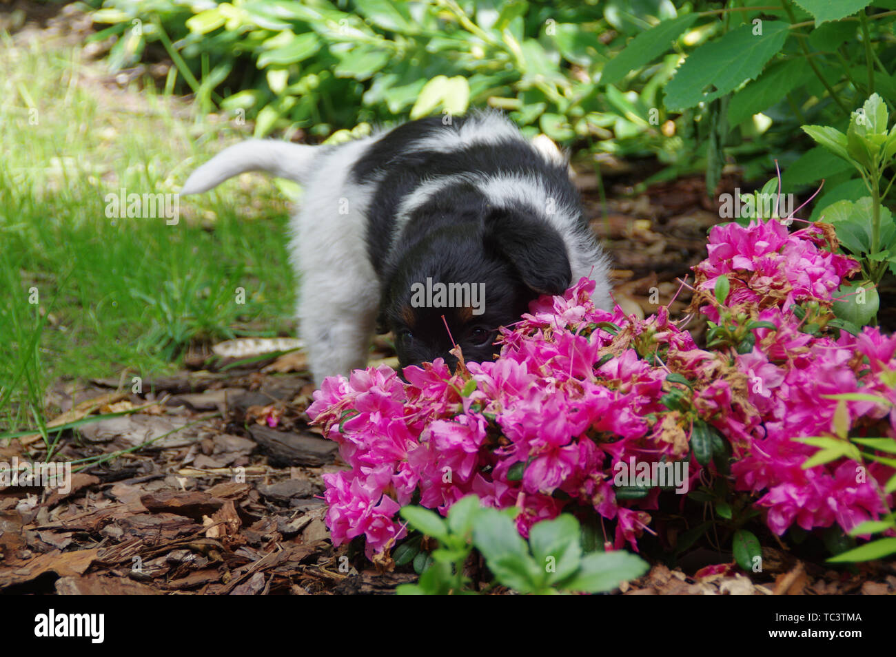 The young dog is smelling the flowers. Sweet puppy in the home garden. Stock Photo