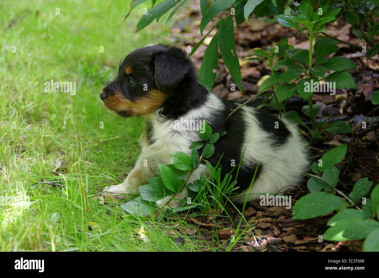 The puppy is sitting on the grass. The portrait of little dog gets to know the world with curiosity. Stock Photo